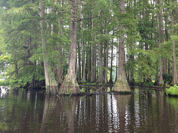 Cypress Swamp