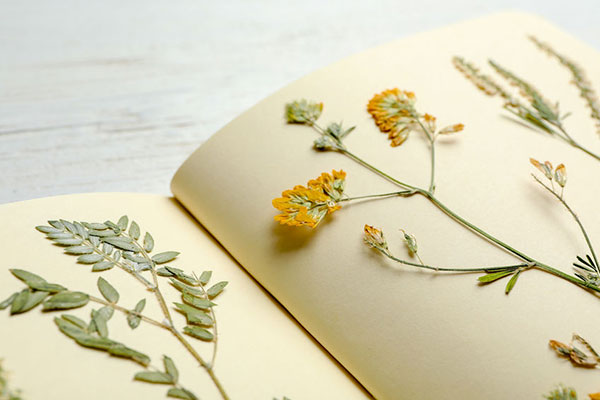pressed flowers